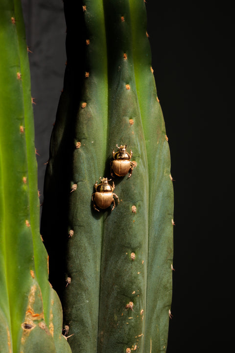 Egyptian Scarab Earrings - Fauna Collection.